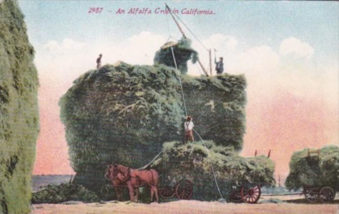 An Alfalfa Crop In California