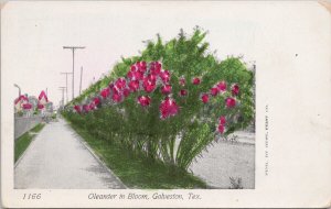 Galveston Texas Oleander in Bloom Plant Flower Unused Gust Feist Co Postcard H26