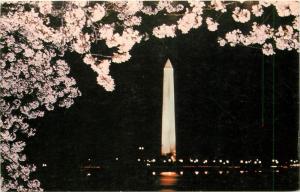 Washington monument by night Chery Trees blossoms