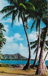 Hawaii Tree Climber On The Shores Of Waikiki 1971