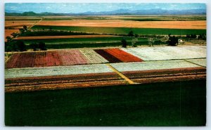 PHOENIX, AZ Arizona ~ JAPANESE FLOWER GARDENS c1960s  Postcard