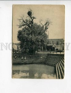 3128162 Uzbekistan BUKHARA Lyab-i Hauz Storks on Tree Vintage