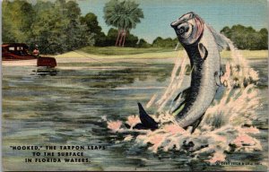 Florida Fishing Tarpon Leaps To The Surface 1954 Curteich