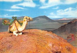 BG11865 lanzarote montana de fuego  camel  spain