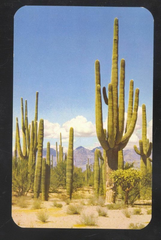 NEAR TUCSON ARIZONA GIANT SAGUARO CACTUS FOREST VINTAGE POSTCARD