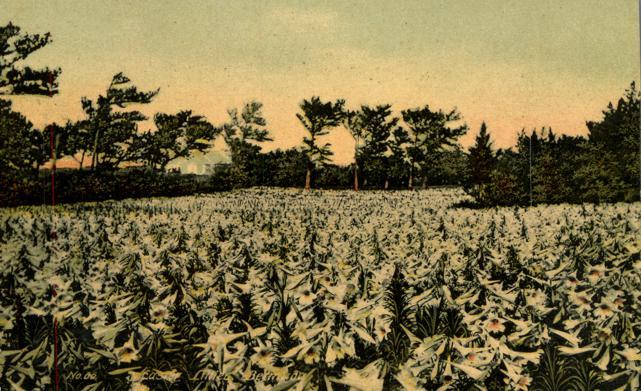 Field of Lilies - Bermuda - DB