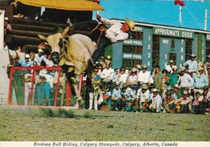 Canada Calgary Brahma Bull Riding Calgary Stampede Rodeo 1978