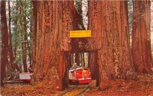 TWIN DRIVE-THRU TREE Sequoia Tree Confusion Hill Mountain RR Vintage Postcard 