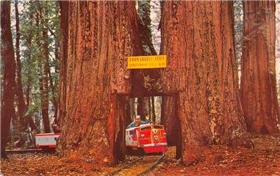 TWIN DRIVE-THRU TREE Sequoia Tree Confusion Hill Mountain RR Vintage Postcard 