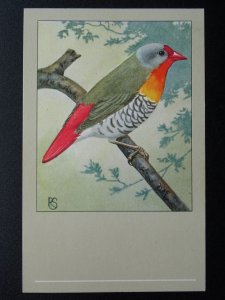 Bird Theme MELBA FINCH c1950s Postcard by P. Sluis / Series 2 No.13