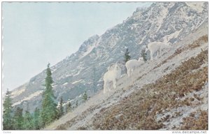 Sheep Mountain , Mile 1060 , Alaska Hiway , YUKON , Canada , 40-60s