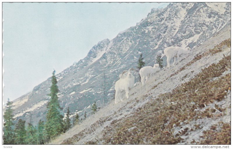 Sheep Mountain , Mile 1060 , Alaska Hiway , YUKON , Canada , 40-60s