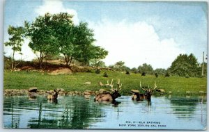 1910s New York Postcard BRONX ZOO 24. Elk Bathing Zoological Park 
