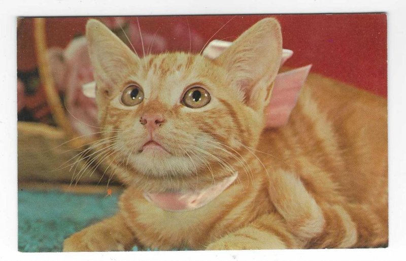 1960's Devoted Tabby Cat Pet Animal Chrome Postcard