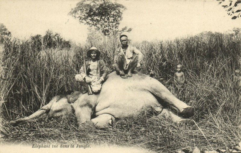 PC CPA LAOS, INDOCHINA, ELÉPHANT TUE DANS LA JUNGLE, (b22961)