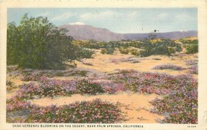 Willard Linen Postcard; Sand Verbenas Blooming on Desert near Palm Springs CA  