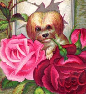 1880s Embossed Die-Cut Book Card Fred Schwab Practical Baker Fluffy Dog F122