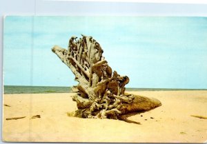 Postcard - Driftwood On The Dunes - Michigan