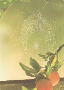 Animals. A Spider in its web Nice modern English artist photo postcard