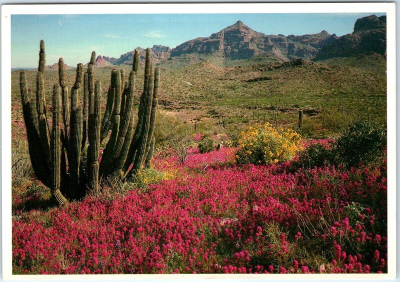 c1970s Pub. Phoenix, AZ Organ Pipe Cactus Monument Frameable 4x6 PC R Manley M10