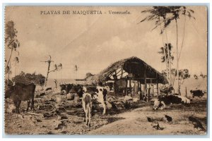 c1940's Cows Scene Playas De Maiquetia Venezuela South America Postcard