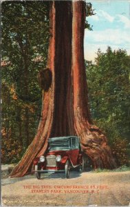 Big Hollow Tree Vancouver BC Stanley Park Automobile c1926 Postcard G84