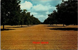 Florida Typical Pecan Grove