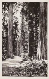 Oregon Coast Highway Among The Towering Giant Trees Real Photo