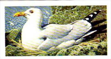 Brooke Bond Tea Trade Card Wild Birds In Britain No 44 Herring Gull