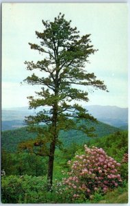 Pine Tree and Azalea on Skyline Drive, Shenandoah National Park - Virginia