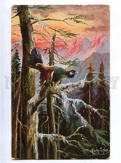 182865 Bird hunting grouse SCHROPLER Vintage postcard