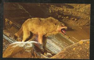Alaskan Wolf Post Card PPC1412