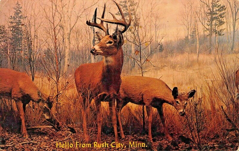 HELLO FROM RUSH CITY MINNESOTA~BUCK & DOE WHITETAIL DEER~1967 POSTCARD