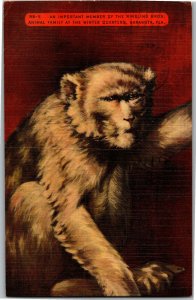 Monkey Macaque? Circus Ringling Bros. Sarasota FL c1949 Vintage Postcard M35