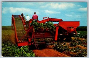 Harvesting Potatoes Near Covehead Prince Edward Island, Canada, Vintage Postcard