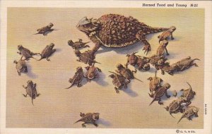 Horned Toad and Young 1942 Curteich