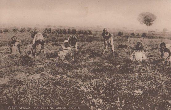 Harvesting Ground Nuts South Africa Postcard