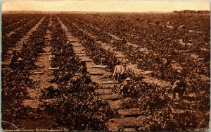 Vtg Postcard California CA Picking and Drying Raisins Fresno Ed Mitchell Pub