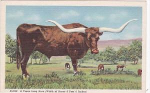 Texas A Texas Long Horn Steer Fred Harvey