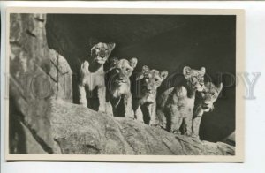 440278 GERMANY HAMBURG lions Carl Hagenbeck Tierpark ZOO Vintage PHOTO postcard