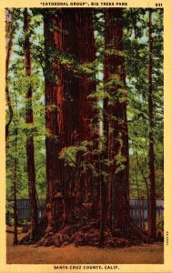 California Santa Cruz Park Big Trees Park Cathedral Group Curteich