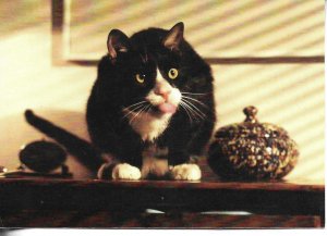 Whiskas cat 1988 Modern Spanish photo postcard 1980s