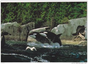 2 Killer Whales , Vancouver , B.C. , Canada , 40-60s