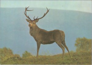 Animals Postcard - Red Deer Stag,  Highland Wildlife Park, Kincraig RR18359