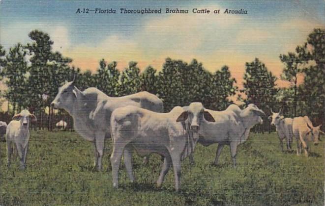 Florida Thoroughbred Brahma Cattle At Arcadia Curteich