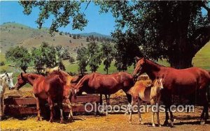 Spring, Horse Ranch Free Lance Photographers Guild, Inc Unused 