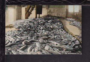 50,000 Salmon at New Westminster,BC,Canada Postcard 