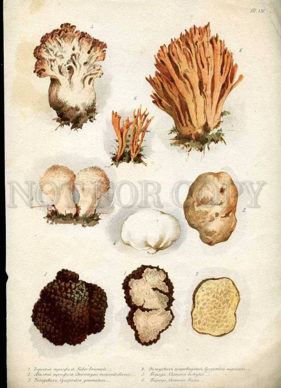 230768 1888 BEM Boehm mushrooms Book with 8 Lithographs