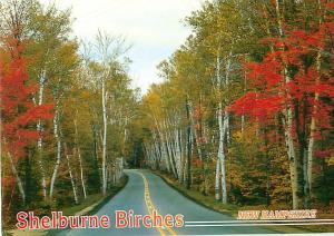 Shelburne Birches New Hampshire Route 2 Gorham Hwy  Postcard  # 8717