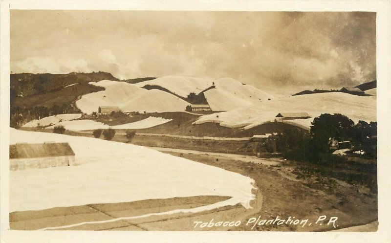 c1910 RPPC Postcard Tobacco Plantation Puerto Rico, A. Moscioni Photo Unposted